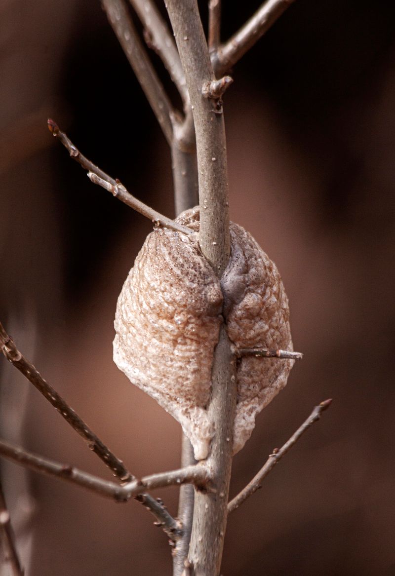 An ootheca carries a season’s worth of uncertainty An ootheca carries a season’s worth of uncertainty