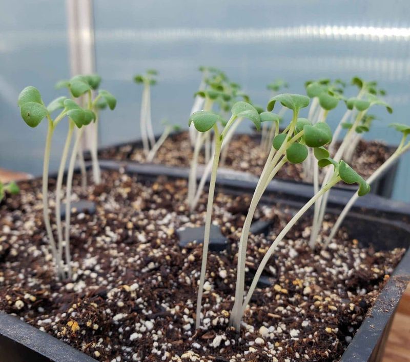 An open, tall, or failed seedling may have another problem