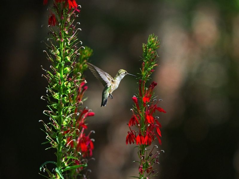 An overlooked candidate for late-summer color