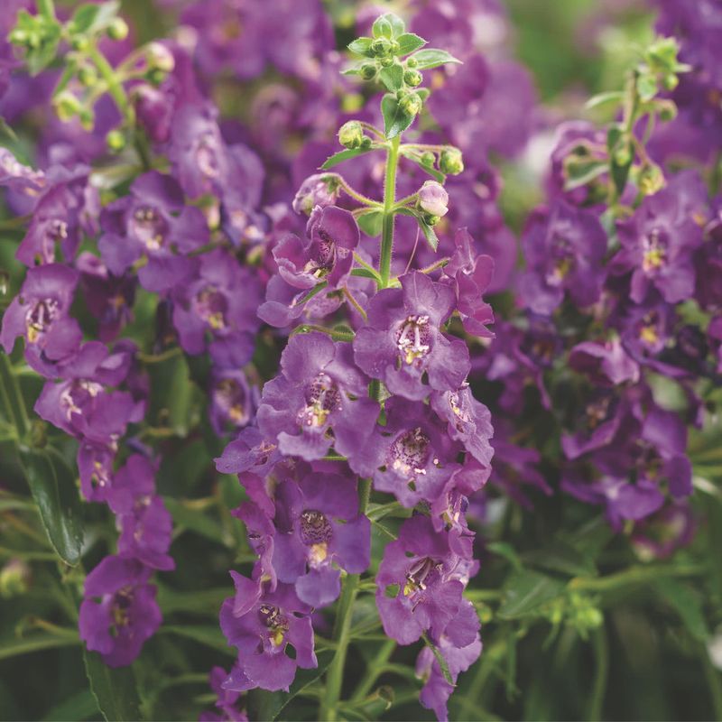 Angelonia (Summer Snapdragon)