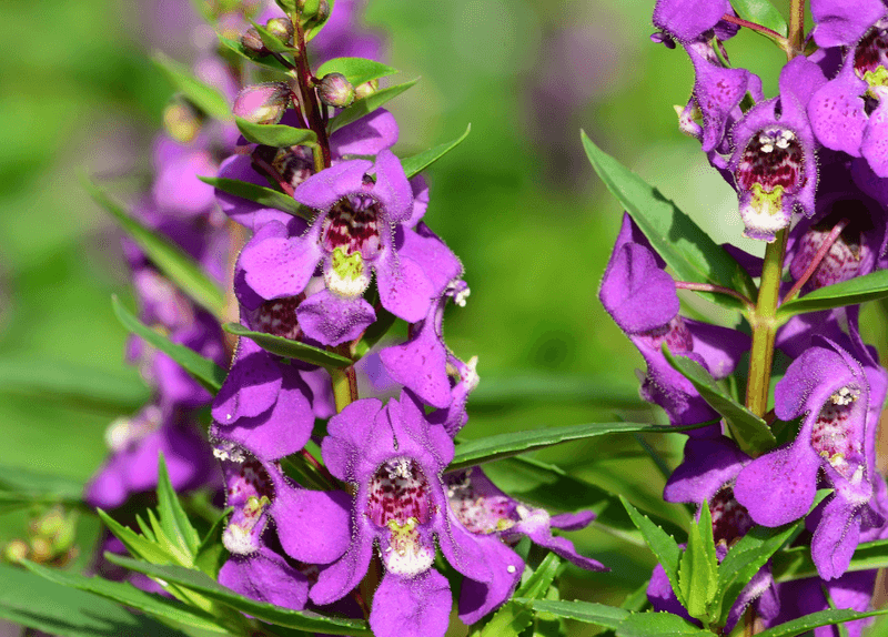 Angelonia (Summer Snapdragon) Angelonia (Summer Snapdragon)