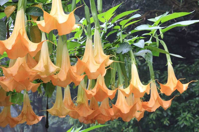 Angel's Trumpet