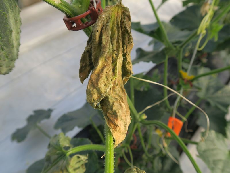 Angular spots and progressive wilt require action