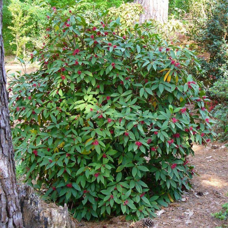 Anise Shrub (Florida Anise)