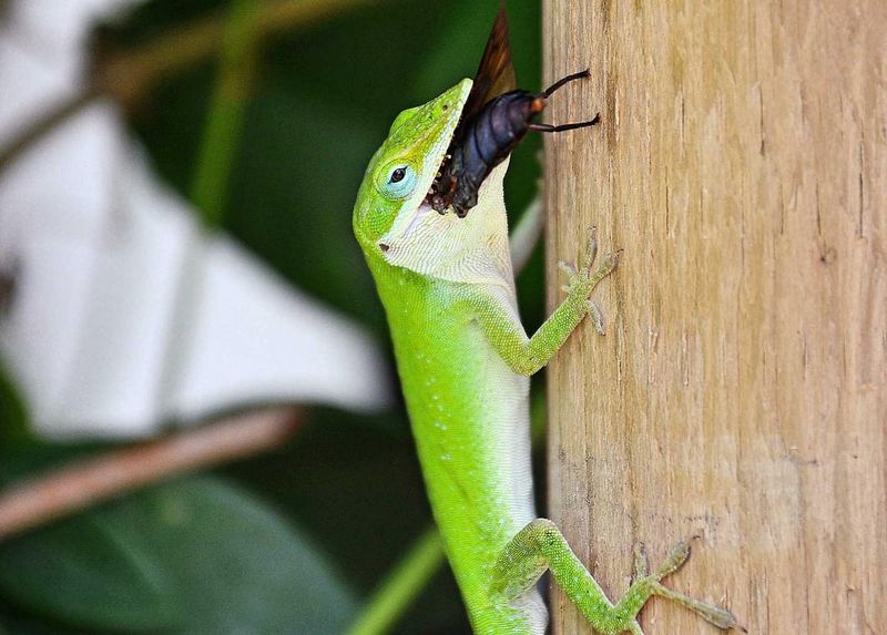 Anoles may eat porch insects, but they are not a pest-control treatment Anoles may eat porch insects, but they are not a pest-control treatment