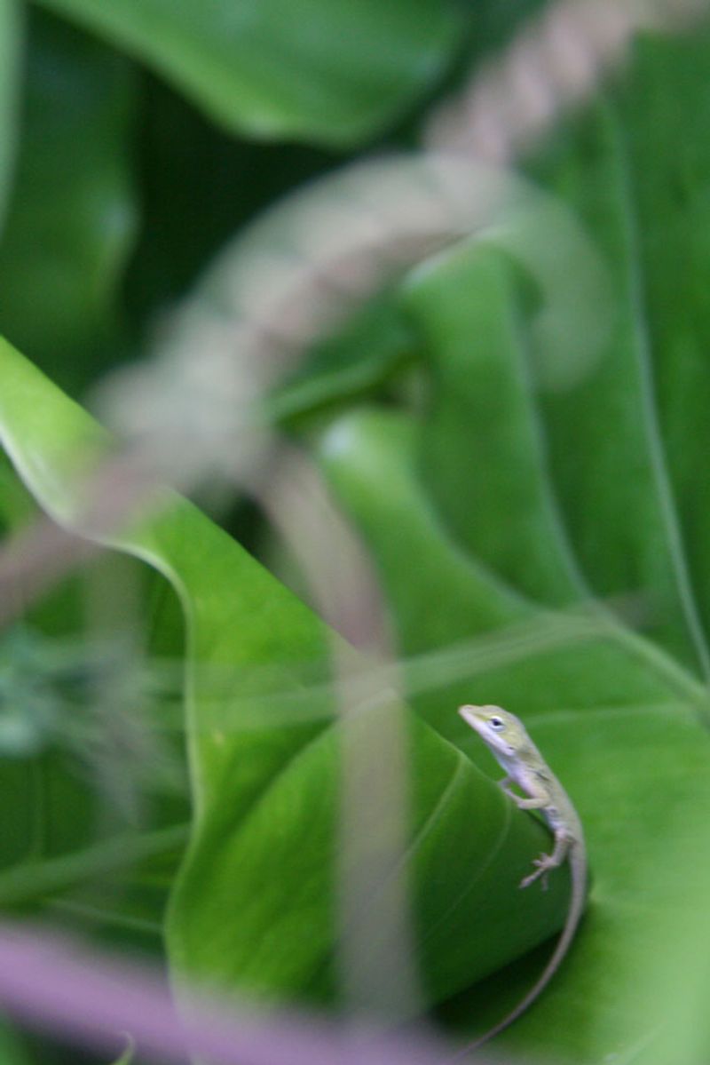 Anoles may eat some roaches, but their diet is broader Anoles may eat some roaches, but their diet is broader