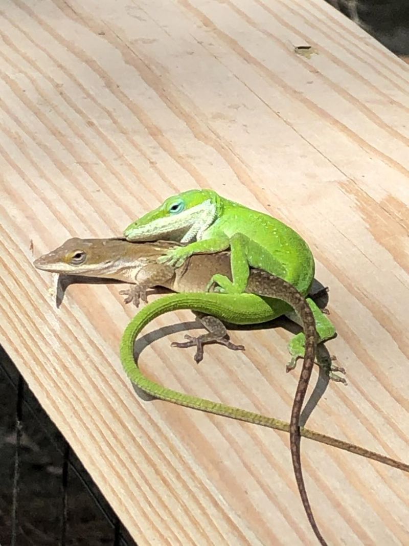 Anoles on a fence are encouraging, but they do not prove pest control