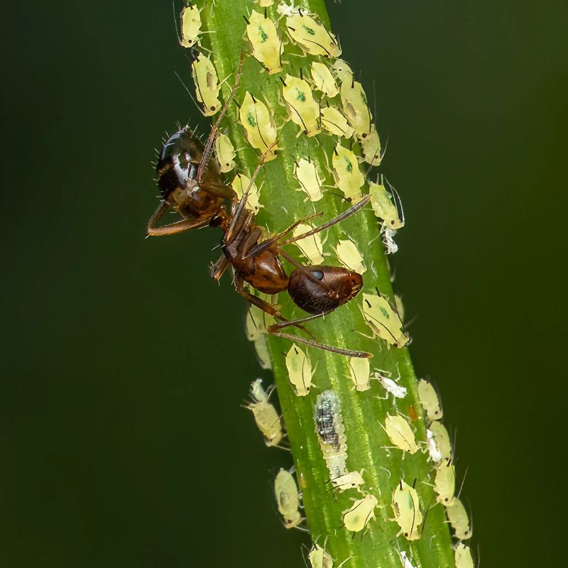 Ants can protect the pests you want predators to eat