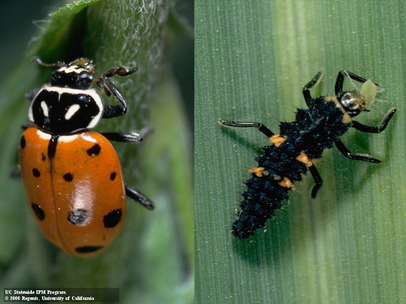Aphid control and mealybug control require different predators