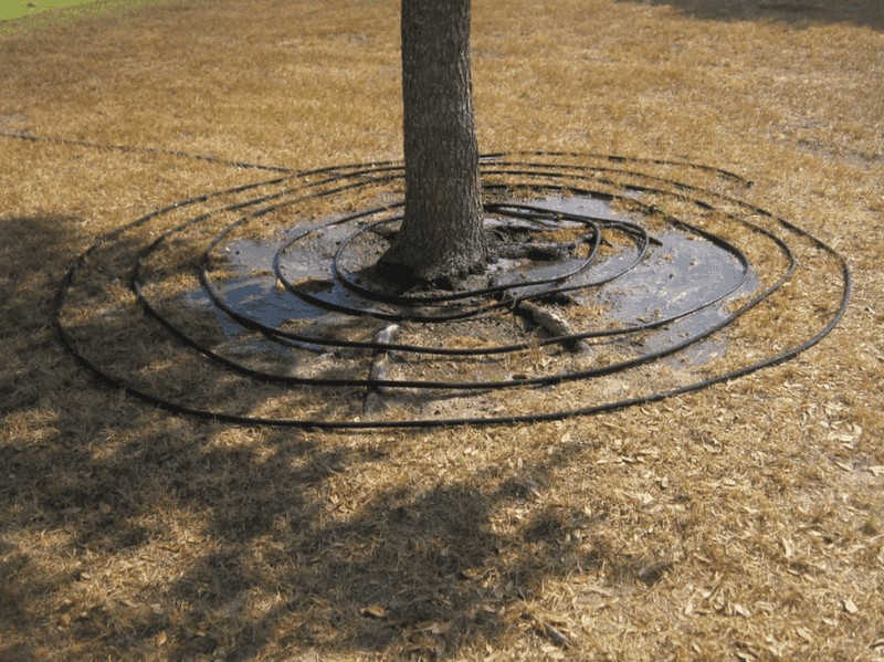 Apply water slowly and broadly instead of soaking the trunk