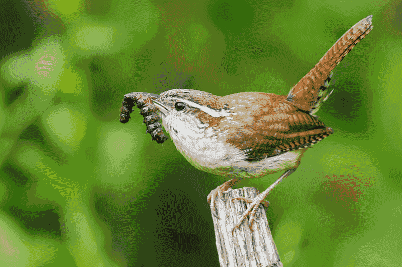 Appreciate the wren without treating it as pest control Appreciate the wren without treating it as pest control