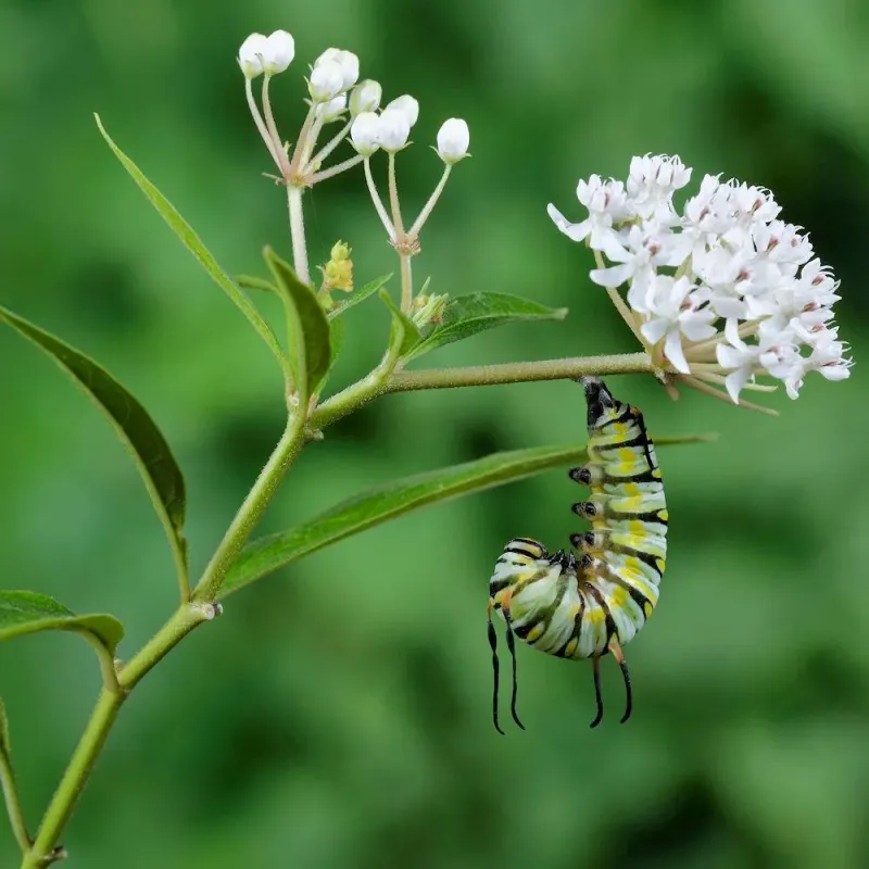 Aquatic Milkweed