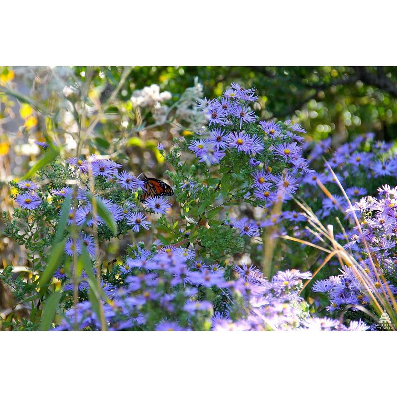 Aromatic Aster (Symphyotrichum oblongifolium)
