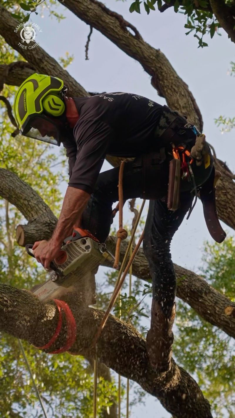 Arrange professional assessment before pruning or removal