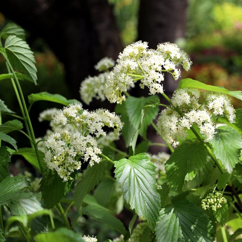 Arrowwood Viburnum