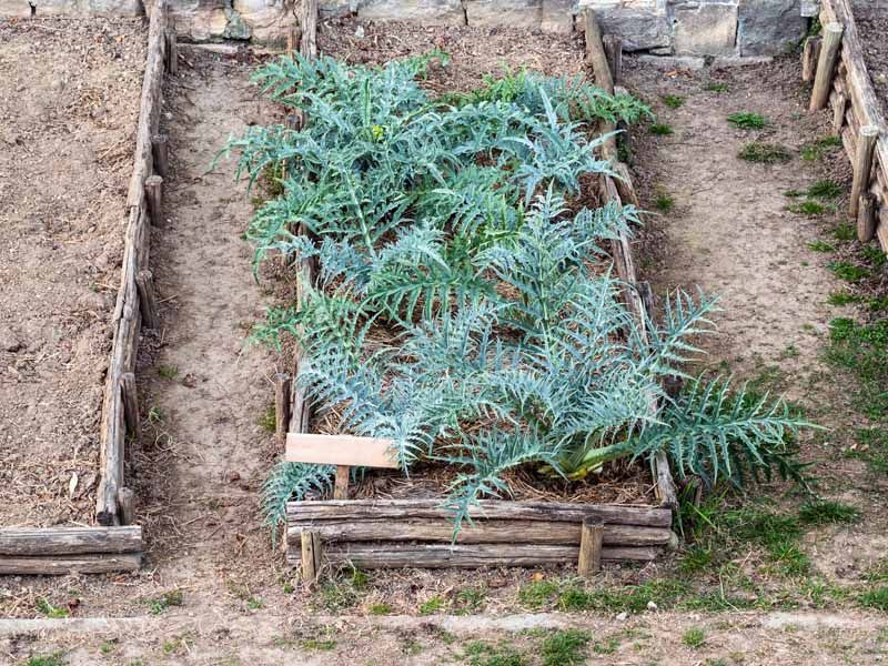 Artichokes (Skip)