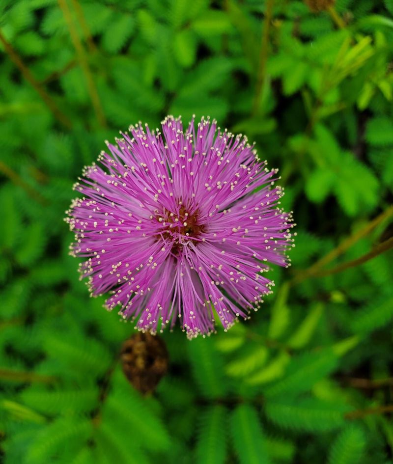 Asiatic Jasmine for Sunshine Mimosa