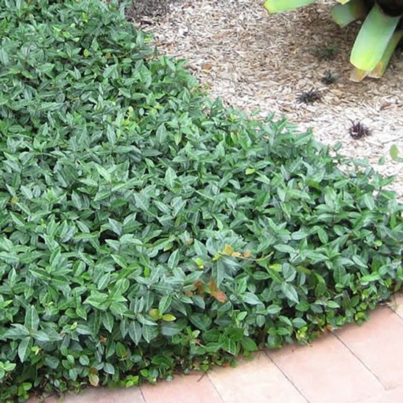 Asiatic Jasmine