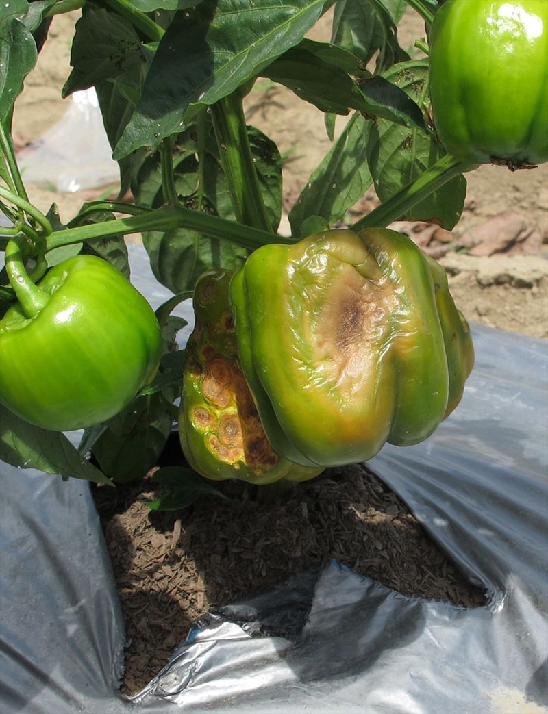 Assess damaged peppers carefully and focus on the next fruit