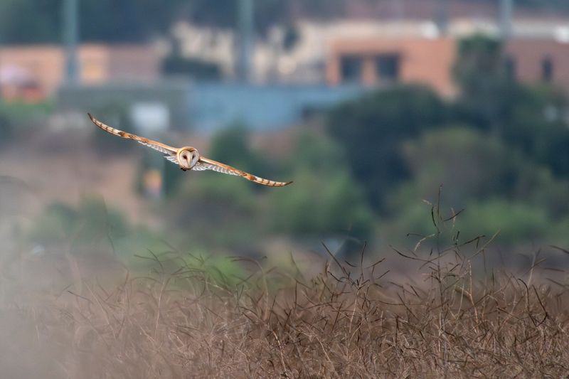 Assess the surrounding habitat before you install one