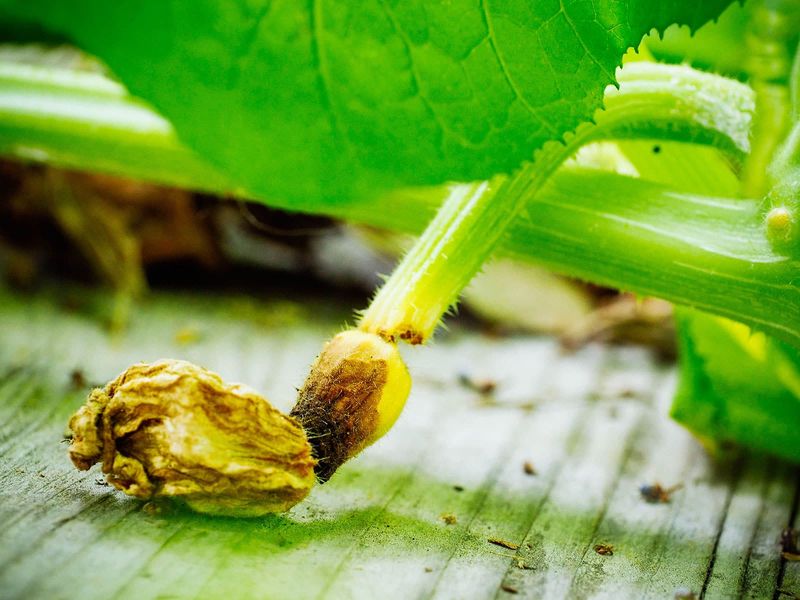 August conditions can reduce successful pollination
