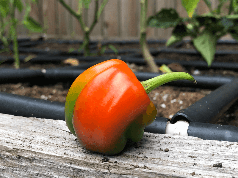 August heat and uneven moisture can create the same symptom August heat and uneven moisture can create the same symptom