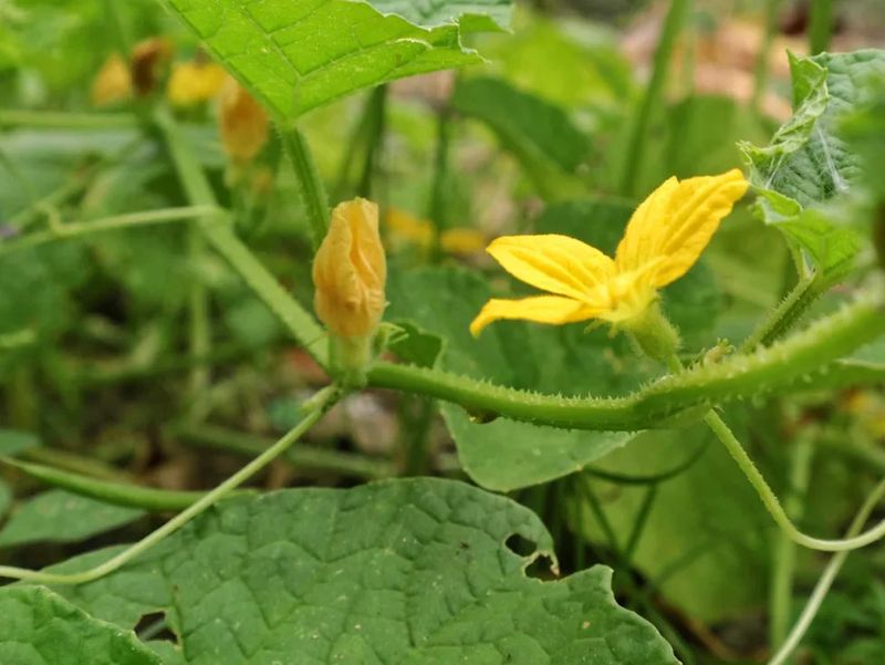 August heat and water stress can mimic poor pollination
