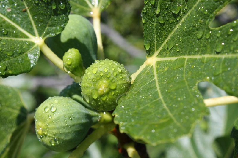 August heat can amplify water stress before figs ripen August heat can amplify water stress before figs ripen