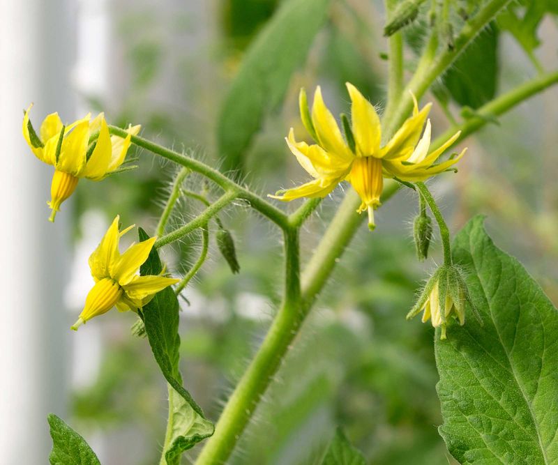 August heat can block fruit even on a healthy-looking plant August heat can block fruit even on a healthy-looking plant