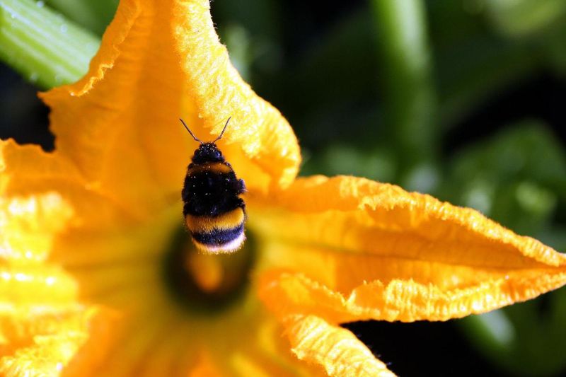August heat can disrupt pollination before decay begins