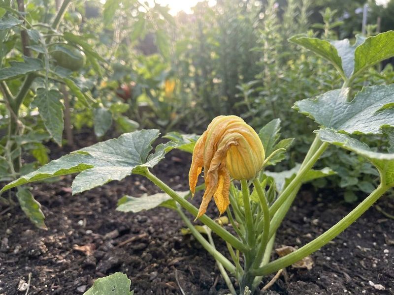 August heat can raise demand and disrupt flowers August heat can raise demand and disrupt flowers