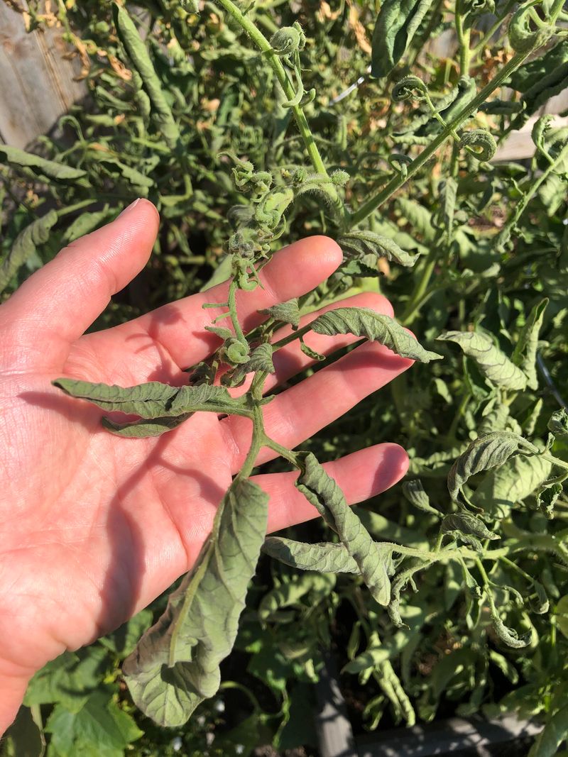 August heat can trigger leaf roll even when soil is not bone-dry