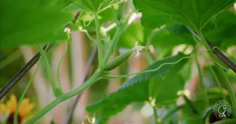 August heat exposes uneven moisture at the worst time