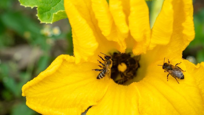 August heat may point to pollination failure August heat may point to pollination failure