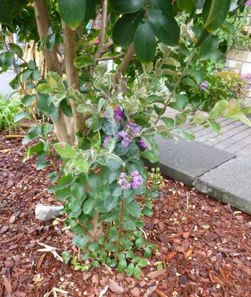 August is a maintenance checkpoint, not a bloom deadline August is a maintenance checkpoint, not a bloom deadline