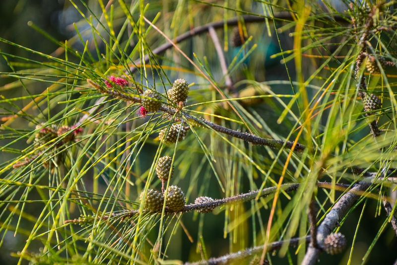 Australian Pine