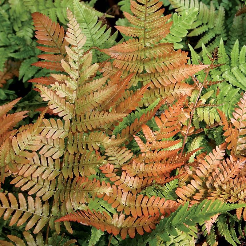 Autumn Fern (Dryopteris erythrosora) Autumn Fern (Dryopteris erythrosora)