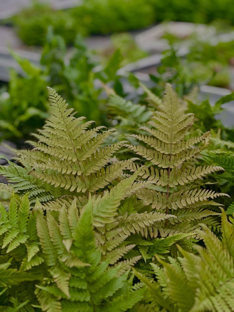 Autumn Fern (Dryopteris erythrosora)