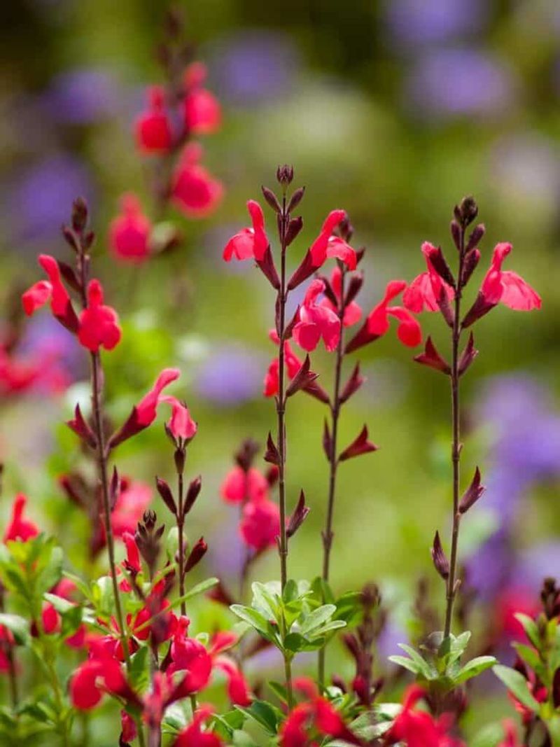 Autumn Sage Autumn Sage