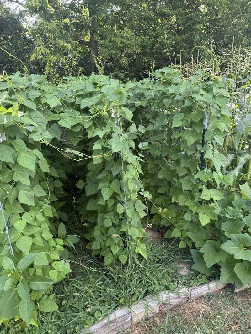 Avoid Fertilizer Fixes That Produce More Leaves