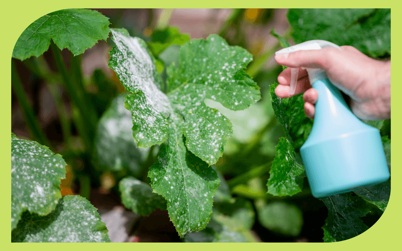 Avoid Spray Choices That Fail in High Heat Avoid Spray Choices That Fail in High Heat