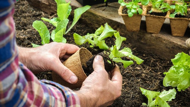 Avoid Strong Fertilizer and Handle Cucumber Transplants Carefully Avoid Strong Fertilizer and Handle Cucumber Transplants Carefully