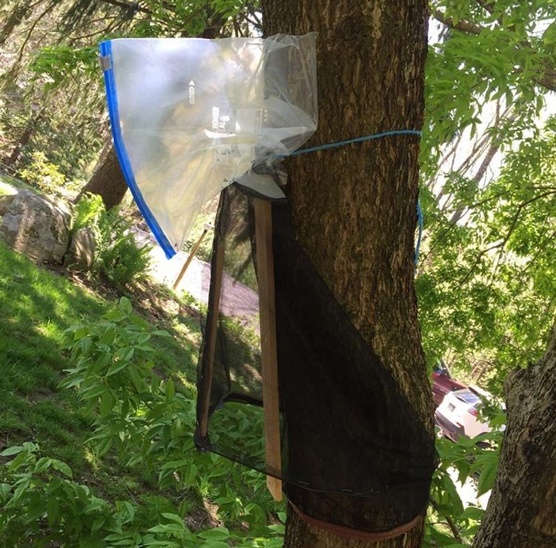 Avoid Unproven Remedies and Wildlife Hazards