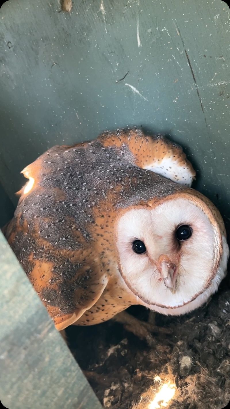 Avoid disturbing an occupied nest