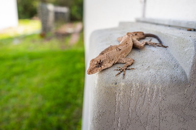 Avoid fixes that harm geckos or expose your household