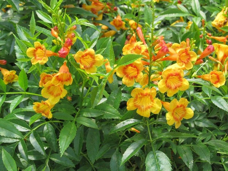 Avoid hard pruning and unnecessary bloom boosters Avoid hard pruning and unnecessary bloom boosters