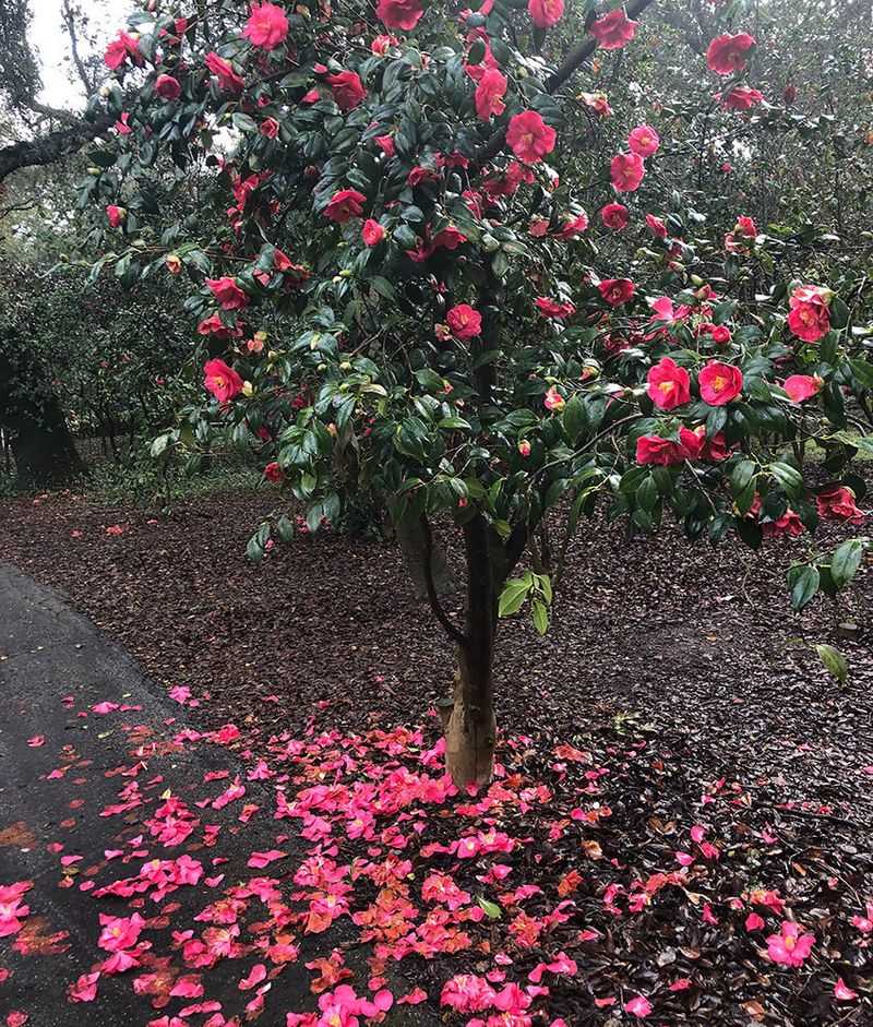 Avoid late-season pruning and fertilizer mistakes