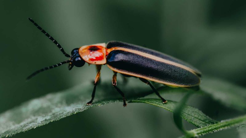 Avoid pesticides that remove fireflies and their prey Avoid pesticides that remove fireflies and their prey