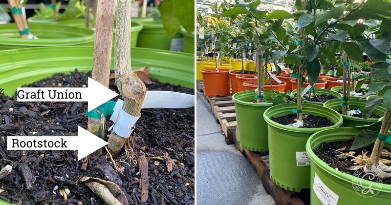 Avoid pruning and nitrogen mistakes that favor leaves over fruit