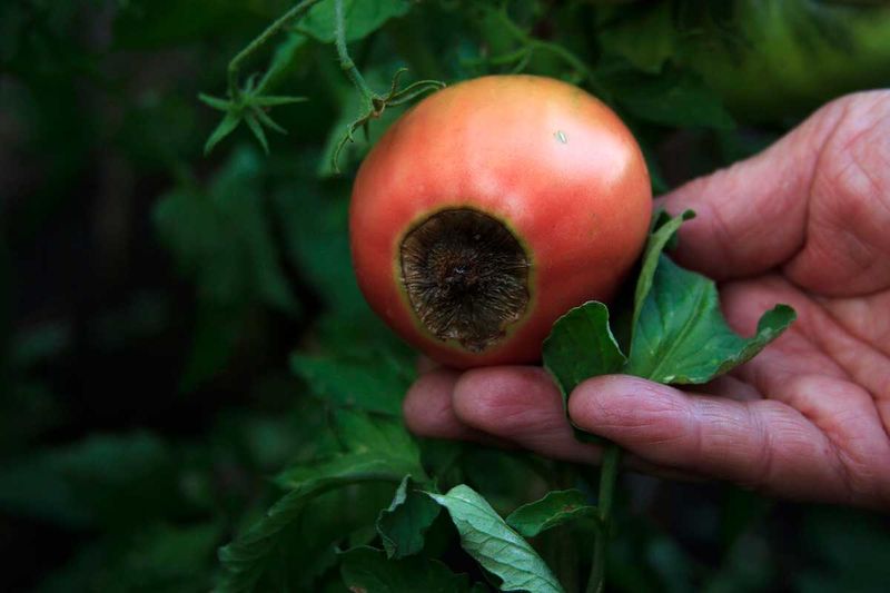 Avoid remedies that cannot fix heat-damaged pollen